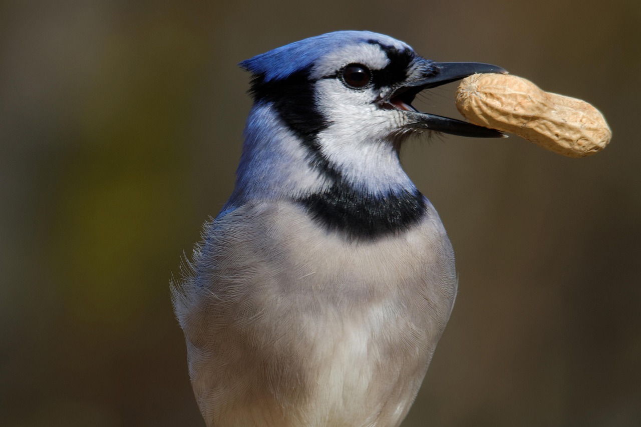 Jack the Bluejay